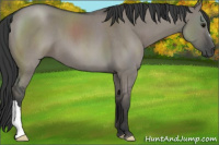 Horse Color:Grullo Roan 