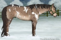 Horse Color:White Spotted Liver Red Dun Roan Brindle 