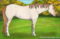 Horse Color:Gold Champagne Roan Dun 