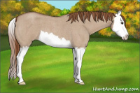 Horse Color:Red Dun Roan Splash 