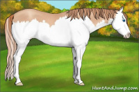 Horse Color:Gold Champagne Roan Splash 