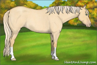 Horse Color:Gold Cream Champagne Roan Dun 