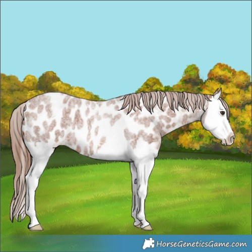 Horse Color:Red Roan Splash Near Leopard