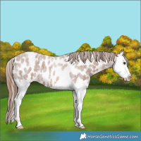 Horse Color:Red Roan Splash Near Leopard