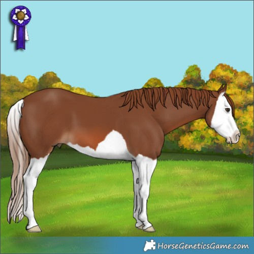 Horse Color:Chestnut Splash 