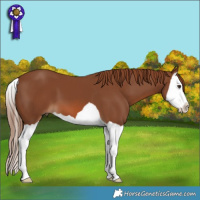 Horse Color:Chestnut Splash