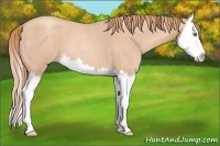 Horse Color:Gold Champagne Roan Splash