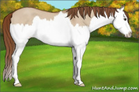 Horse Color:Red Dun Roan Splash 