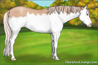 Horse Color:Gold Champagne Roan Splash 