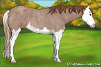 Horse Color:Red Roan Splash