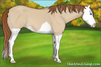 Horse Color:Red Dun Splash