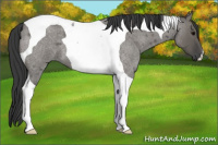 Horse Color:Grullo Roan Tobiano