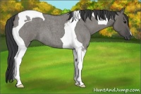 Horse Color:Grullo Roan Tobiano