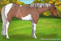 Horse Color:Silver Bay Roan Tobiano