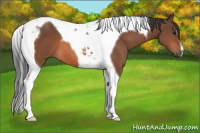 Horse Color:Bay Tobiano