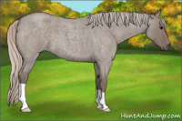 Horse Color:Silver Grullo Roan 