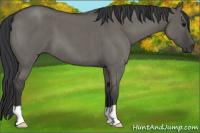 Horse Color:Grullo Roan 