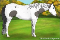 Horse Color:Grullo Splash Tobiano