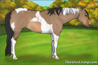 Horse Color:Bay Dun Tobiano 