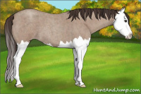 Horse Color:Classic Champagne Roan Splash