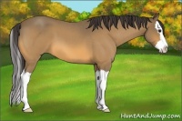 Horse Color:Buckskin Roan Splash
