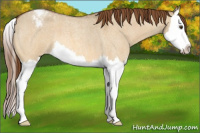 Horse Color:Buckskin Roan Dun Splash Varnish