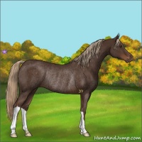 Horse Color:Liver Chestnut Rabicano 