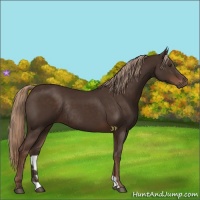 Horse Color:Liver Chestnut Rabicano 