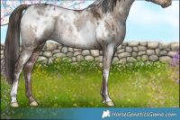 Horse Color:White Spotted Liver Red Dun Ice Rabicano Brindle