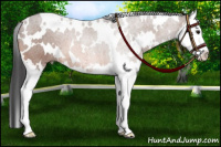 Horse Color:White Spotted Bay Roan Splash