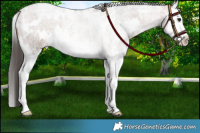 Horse Color:White Spotted Bay Roan Splash 