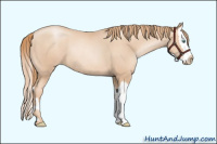 Horse Color:Gold Champagne Pearl Rabicano  and Gold Champagne Pearl Splash Rabicano 