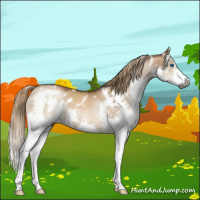 Horse Color:Gray White Spotted Liver Red Dun Pearl Sabino Splash 