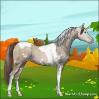 Horse Color:White Spotted Grullo Ice Pearl Tobiano Brindle 