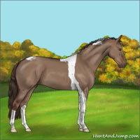 Horse Color:Liver Red Dun Tobiano