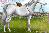 Horse Color:Gray White Spotted Grullo Appaloosa Brindle 