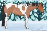 Horse Color:Bay Roan Tobiano 