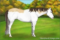 Horse Color:Amber Champagne Dun Splash