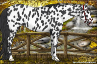 Horse Color:Black Appaloosa