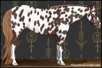 Horse Color:Liver Chestnut Near Leopard 