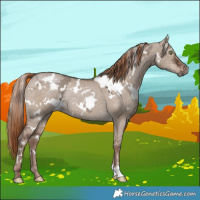 Horse Color:White Spotted Liver Red Dun Ice Rabicano