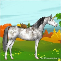 Horse Color:White Spotted Brown Dun Mushroom Sabino Splash Brindle