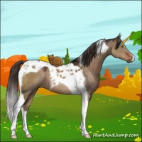 Horse Color:Liver Red Dun Tobiano 