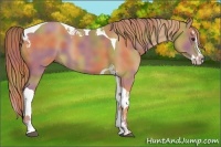 Horse Color:Nacre Chestnut Splash Tobiano