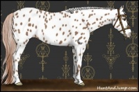 Horse Color:Chestnut Frame Appaloosa 