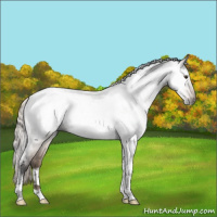 Horse Color:Gray Silver Brown Roan Dun Tobiano Appaloosa 