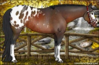Horse Color:White Spotted Brown Appaloosa Rabicano 
