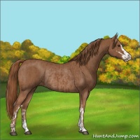 Horse Color:Chestnut Sabino Rabicano and Chestnut Sabino Rabicano