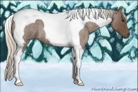 Horse Color:Silver Blue Roan Tobiano 
