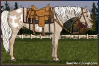 Horse Color:Red Dun Mushroom Appaloosa 